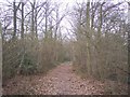 Footpath in Breeches Wood in TN11 8JZ
