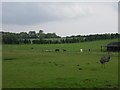 Emu and horses near Buttnidge. in RG29 1HS