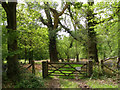 Gateway to Roydon Woods nature reserve in SO42 7UB