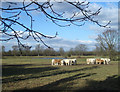 Osterley Park Cows in TW7 4RB