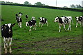Cows in action to the East of Cole's copse in Froxfield and Privett