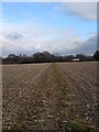 Public footpath over a crop field from the B3058 to Lymore lane in SO41 0TW