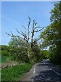 Dead tree on Faversham Road in ME13 0ST