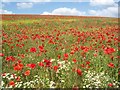 Poppy Field, Greasley in Greasley