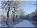 Swarland woods in the snow in NE65 9JF