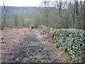 Footpath through Rivelin Rough in S6 6GD