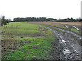 Track through fields in Larling in NR16 2QY