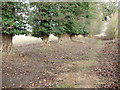 Ivy-clad trees beside the path in IP22 2SX