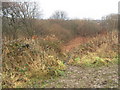Footpath into Saltburn Gill Nature Reserve in TS12 2UW