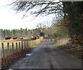 Driveway to Stonehouse Farm in Harling & Heathlands Ward