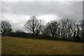 Wooded hedge on the edge of Drews Rough in TN8 7JZ
