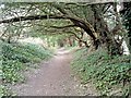 Tree covered path from Compton towards Hursley in SO21 2AS