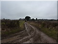 Tractor on muddy track to Barlow Lees Farm in S18 5YZ