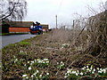 Snowdrops by the roadside in SP11 9LP