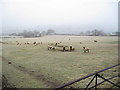 Sheep at Upper Heldre Farm in Trewern Community