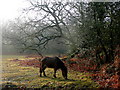 Grazing pony, New Forest in SO43 7JG