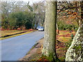 New Forest scene in SO43 7JE