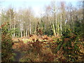 Clearing in unnamed wood in SO16 8FQ