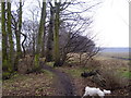 Footpath through belt of trees. in DN3 2LS