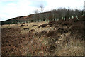 A forestry edge on Clone Moor in DG3 4DU