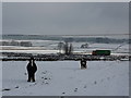 Two ponies grazing through the snow in Green Fairfield