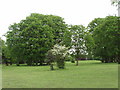 Hornbeam and Hawthorn, Halliford Park in TW17 8QW