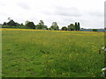 Meadow with buttercups, Hall's Farm, near Woodham in KT15 3TH