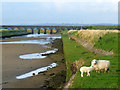A sheep and a lamb near the River Cefni in Malltraeth