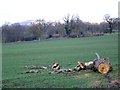 Fallen tree near Sutton Waldron in DT11 8RA