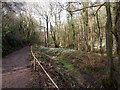 A footpath through Snowdrop Valley, North Hawkswell Wood in TA24 7AH