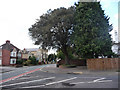 Tree on corner of Bury Road, Bury Crescent junction. in PO12 3NL