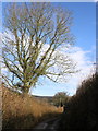Hedgerow tree, on the lane near Singleton Park in EX5 4HD