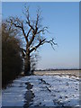 Oak tree by the footpath at North Lodge farm in PE8 5RJ