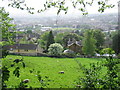 Sheep grazing on Bathwick Hill in BA2 6HT