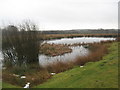 Pond in a field in Bromley Green