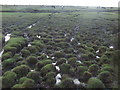Coastal marsh near Sunderland point in LA3 3HP