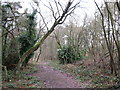 Footpath in woodland in GU15 1NG