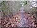 Path skirting Church Plantation in Framingham Earl