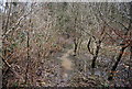 Localised flooding on the path through Horeman's Wood in TN33 0NP