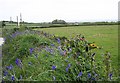 Flower-covered Bank and Farmland in TR13 0PP