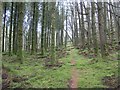 Forestry footpath in SA32 7ST
