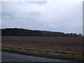 Fields towards Tweedmoor Plantation in DN20 0LT