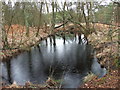 Pond in Hurn Forest in BH24 2SJ