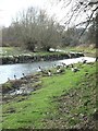 Canadian Geese, River Tame in B46 1NW