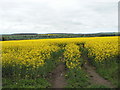 Looking across Gallows Hill towards Damside Cottages on the A932 in DD8 2SN