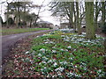 Snowdrops & aconites behind All Saints Church, Brandsby in YO61 4RH