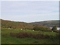 View from Pen Y Rhiw road towards the Teifi in SA43 3JT