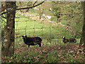 Sheep alongside Pen Y Rhiw road in SA43 3JT