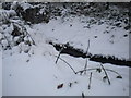 Looe stream in the snow in CO5 0GZ