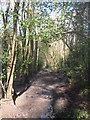 Footpath in Hurst Wood in TN3 0TA